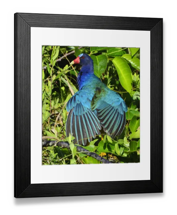 Framed Print : American Purple Gallinule (Porphyrio martinica) displaying brightly coloured wings Framed Print : American Purple Gallinule (Porphyrio martinica) displaying brightly coloured wings