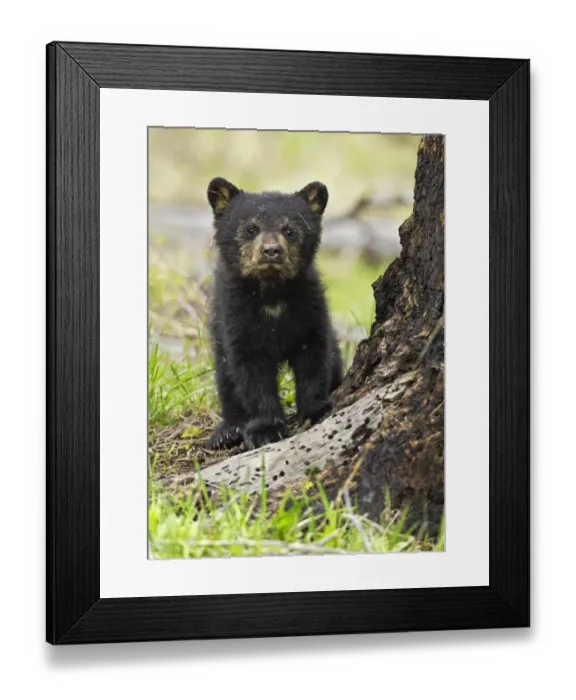 Framed Print : American Black Bear (Ursus americanus) cub. Yellowstone National Park, Wyoming, June Framed Print : American Black Bear (Ursus americanus) cub. Yellowstone National Park, Wyoming, June