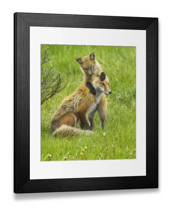 Framed Print : American Red Fox (Vulpes vulpes) cubs playing with its mother. Grand Teton National Park Framed Print : American Red Fox (Vulpes vulpes) cubs playing with its mother. Grand Teton National Park