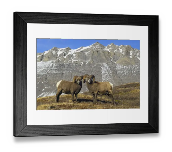 Framed Print : Mature Bighorn Rams (Ovis canadensis) on high mountain pass. Jasper National Park Framed Print : Mature Bighorn Rams (Ovis canadensis) on high mountain pass. Jasper National Park