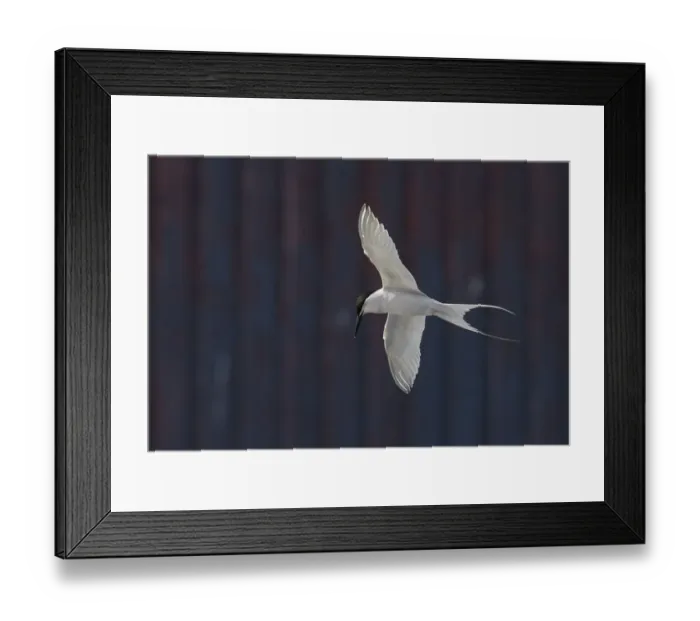 Framed Print : Roseate Tern (Sterna dougallii) in flight in front of building, Madeira Portugal August Framed Print : Roseate Tern (Sterna dougallii) in flight in front of building, Madeira Portugal August