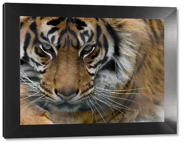 Sumatran tiger (Panthera tigris sumatrae) close-up head portrait, captive