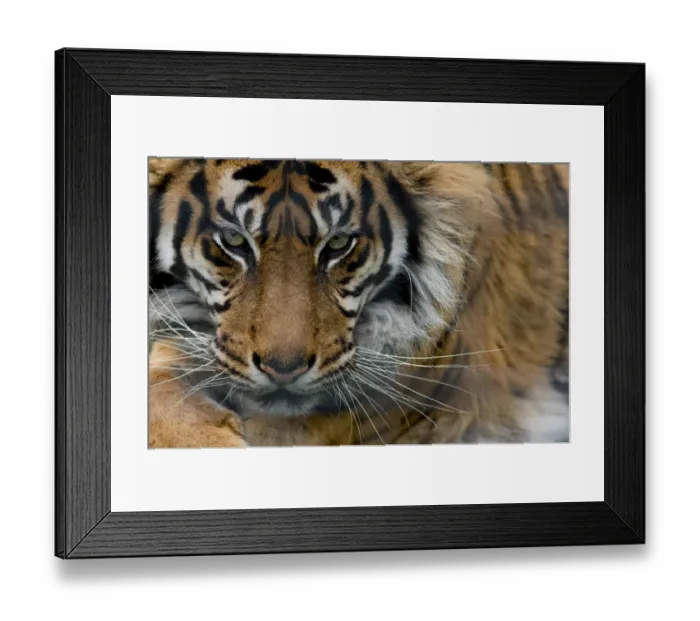Framed Print : Sumatran tiger (Panthera tigris sumatrae) close-up head portrait, captive Framed Print : Sumatran tiger (Panthera tigris sumatrae) close-up head portrait, captive