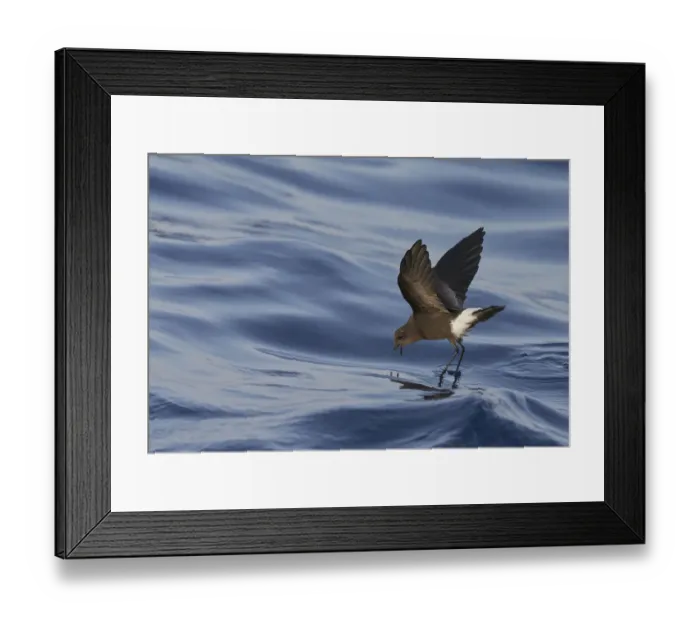 Framed Print : Wilsons Storm Petrel (Oceanites oceanicus) feeding whilst walking on water Framed Print : Wilsons Storm Petrel (Oceanites oceanicus) feeding whilst walking on water