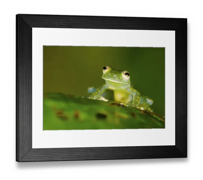Framed Print : Glass Frog (Cochranella mache) portrait, Ecuador, Endangered species Framed Print : Glass Frog (Cochranella mache) portrait, Ecuador, Endangered species