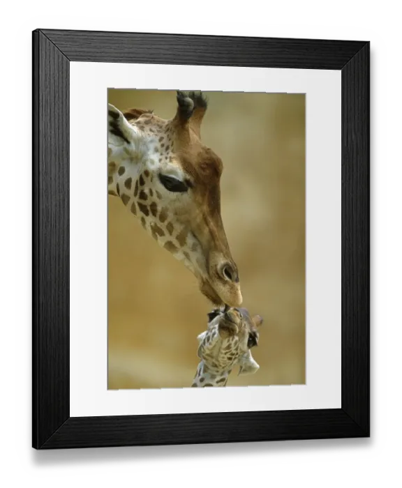 Framed Print : West African / Niger Giraffe (Giraffa camelopardalis peralta) mother and baby Framed Print : West African / Niger Giraffe (Giraffa camelopardalis peralta) mother and baby