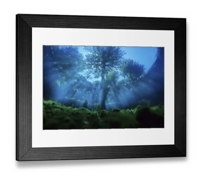 Framed Print : Underwater view of tree, with sun rays entering the water, Fibreno Lake nature reserve Framed Print : Underwater view of tree, with sun rays entering the water, Fibreno Lake nature reserve