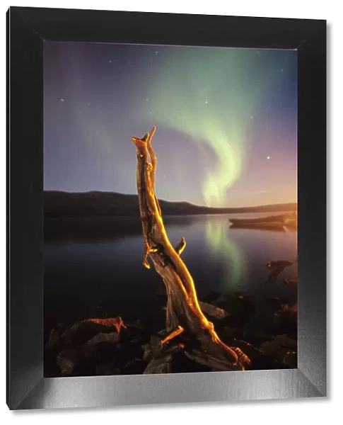 Aurora Borealis over lake, with wooden stump in Laponia, Muddus NP, Sweden