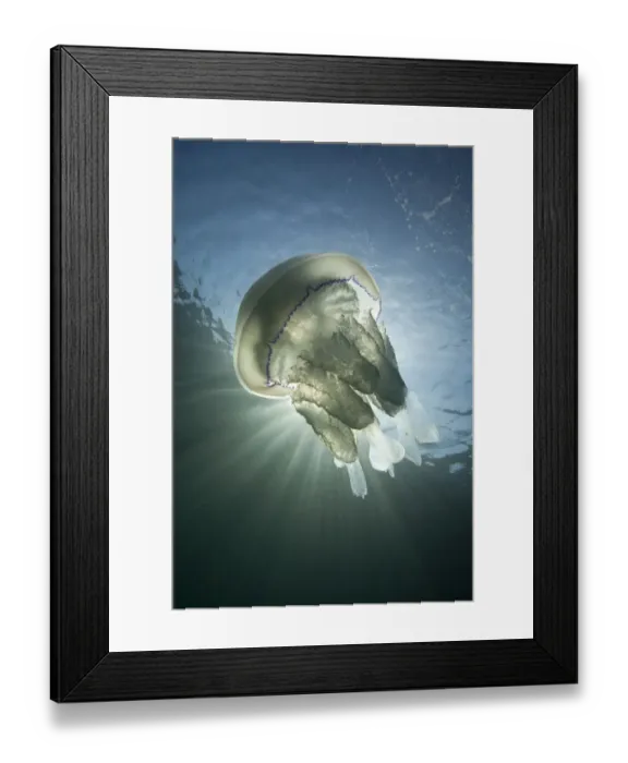Framed Print : Barrel Jellyfish (Rhizostoma pulmo) against crepuscular light rays. Sark, British Channel Islands Framed Print : Barrel Jellyfish (Rhizostoma pulmo) against crepuscular light rays. Sark, British Channel Islands