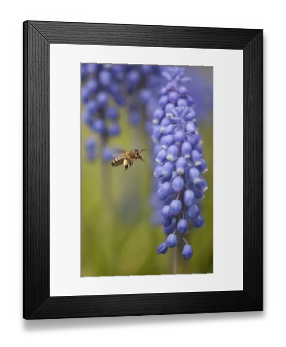 Framed Print : Honey bee (Apis mellifera) visiting Grape hyacinth, Sheffield, UK Framed Print : Honey bee (Apis mellifera) visiting Grape hyacinth, Sheffield, UK