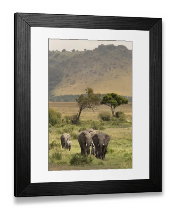 Framed Print : African elephant (Loxodonta africana) herd walking to the river to drink, Masai Mara Game Reserve Framed Print : African elephant (Loxodonta africana) herd walking to the river to drink, Masai Mara Game Reserve