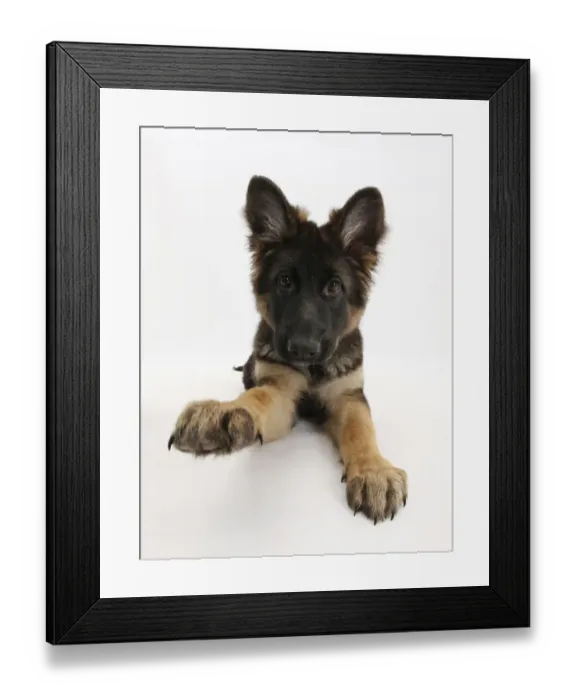 Framed Print : German Shepherd Dog bitch pup, Coco, 14 weeks old, with raised paw Framed Print : German Shepherd Dog bitch pup, Coco, 14 weeks old, with raised paw
