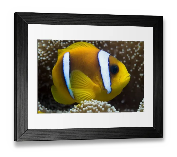 Framed Print : Red Sea anemonefish (Amphiprion bicinctus) in sea-anemone, Red Sea Framed Print : Red Sea anemonefish (Amphiprion bicinctus) in sea-anemone, Red Sea