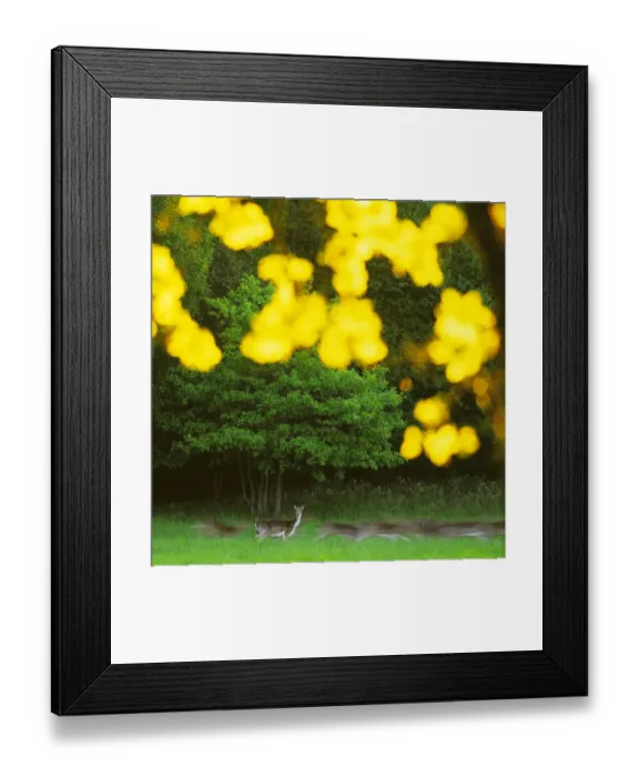 Framed Print : Fallow deer (Dama dama) one deer stops and looks whilst the herd runs on, with sunlit Framed Print : Fallow deer (Dama dama) one deer stops and looks whilst the herd runs on, with sunlit