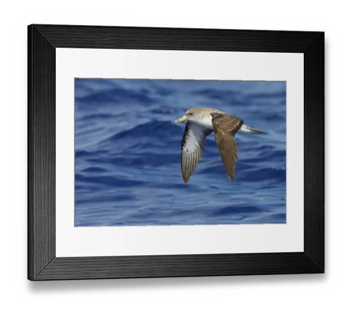 Framed Print : Corys Shearwater (Calonectris diomedea) in flight, over Atlantic Ocean, Madeira Framed Print : Corys Shearwater (Calonectris diomedea) in flight, over Atlantic Ocean, Madeira