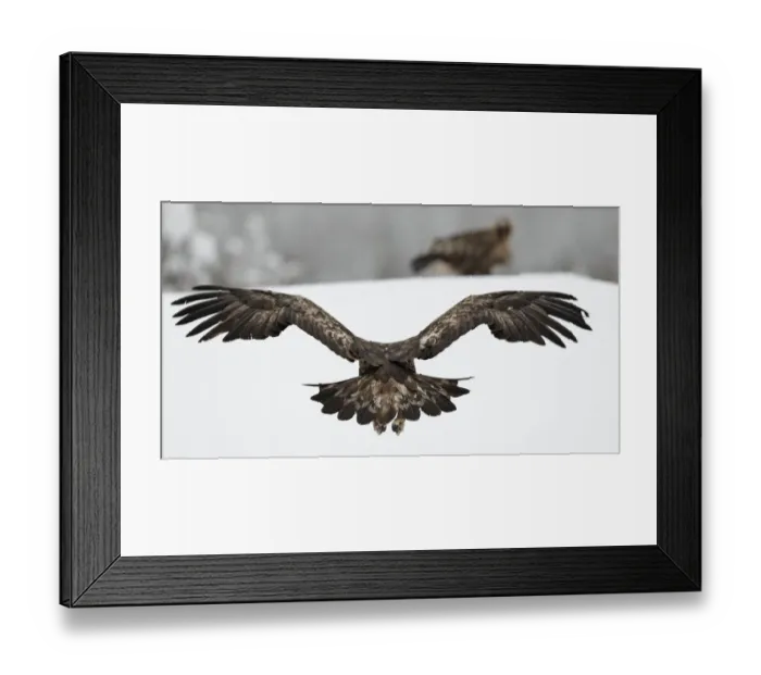 Framed Print : Golden Eagle (Aquila chrysaetos) in flight rear view, Kuusamo, Finland, February Framed Print : Golden Eagle (Aquila chrysaetos) in flight rear view, Kuusamo, Finland, February