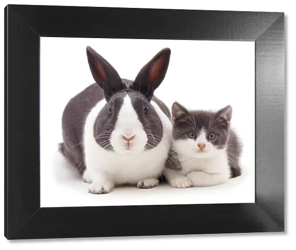 Blue Dutch rabbit with kitten with matching colouration