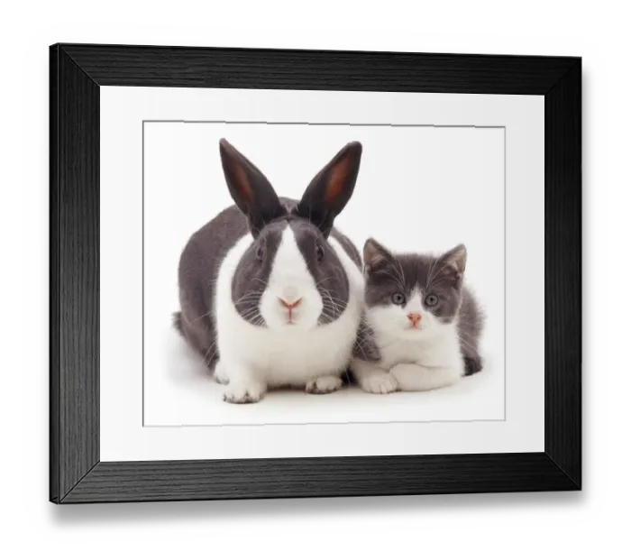 Framed Print : Blue Dutch rabbit with kitten with matching colouration Framed Print : Blue Dutch rabbit with kitten with matching colouration