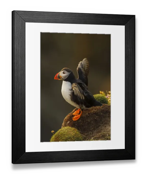 Framed Print : Puffin (Fratercula arctica) stretching wings, late evening light. Shetland Islands Framed Print : Puffin (Fratercula arctica) stretching wings, late evening light. Shetland Islands