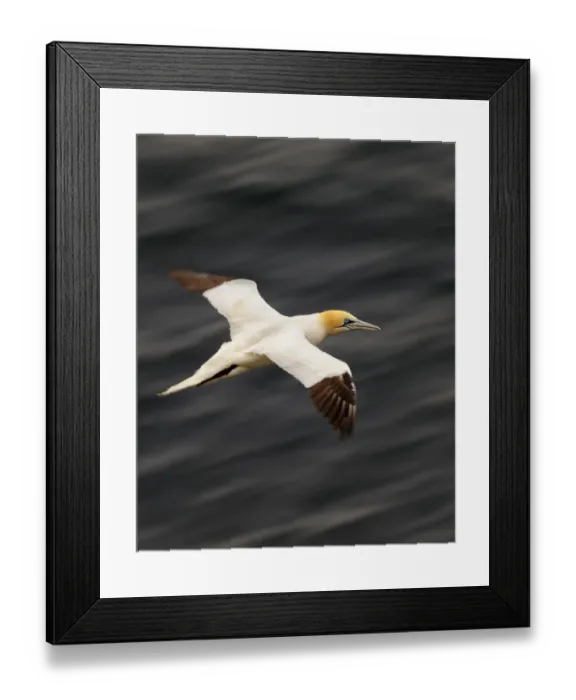 Framed Print : Northern gannet (Morus bassana) in flight, Hermaness National Nature Reserve, Shetland Framed Print : Northern gannet (Morus bassana) in flight, Hermaness National Nature Reserve, Shetland