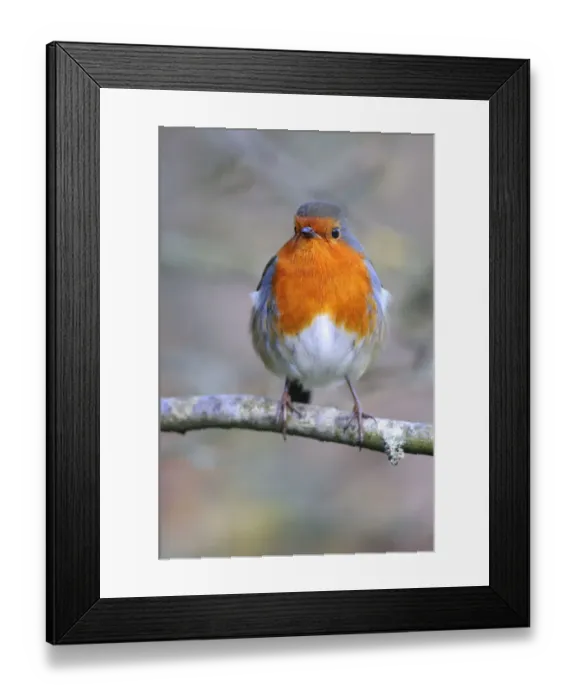 Framed Print : Adult robin (Erithacus rubecula) perched on twig in late winter. Dorset, UK February Framed Print : Adult robin (Erithacus rubecula) perched on twig in late winter. Dorset, UK February