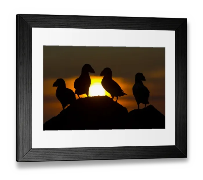 Framed Print : Atlantic puffins (Fratercula arctica) at dusk, Fair Isle, Shetland, July Framed Print : Atlantic puffins (Fratercula arctica) at dusk, Fair Isle, Shetland, July