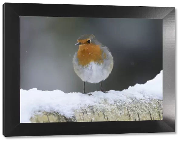 European Robin (Erithacus rubecula) on snow covered birch tree branch, Vosges, France