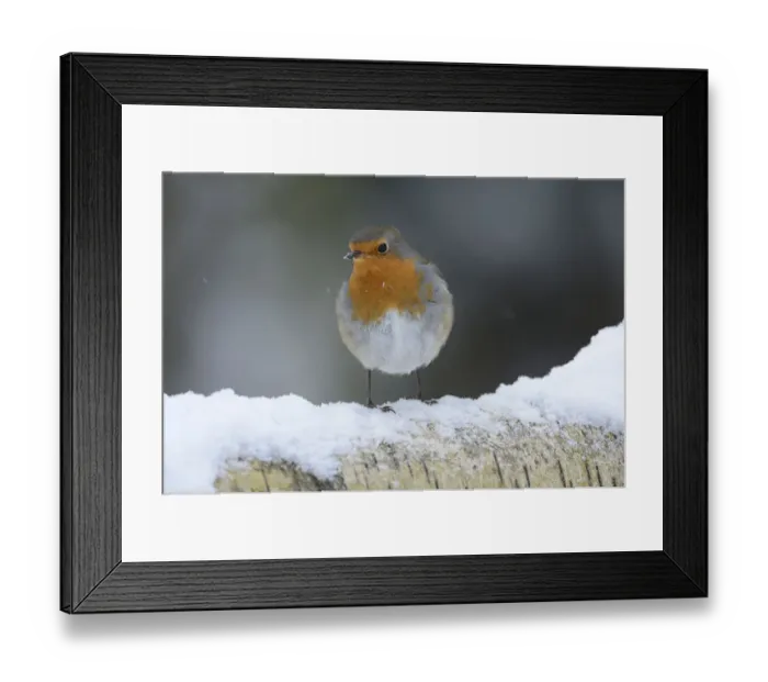 Framed Print : European Robin (Erithacus rubecula) on snow covered birch tree branch, Vosges, France
