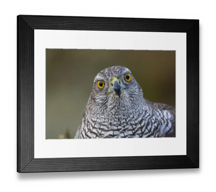 Framed Print : Female goshawk (Accipiter gentilis) portrait. Southern Norway, January Framed Print : Female goshawk (Accipiter gentilis) portrait. Southern Norway, January