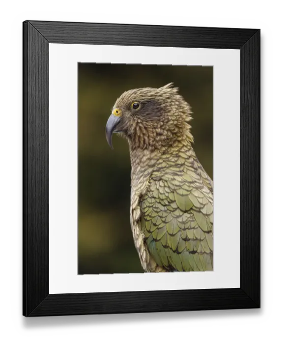 Framed Print : Kea (Nestor notabilis) portrait. The yellow at the top of the beak indicates that Framed Print : Kea (Nestor notabilis) portrait. The yellow at the top of the beak indicates that