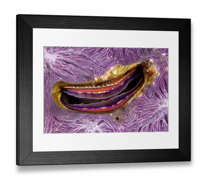 Framed Print : Bivalve scallop (Pedum spondyloideum) inside a coral covered with purple sponge, Maldives Framed Print : Bivalve scallop (Pedum spondyloideum) inside a coral covered with purple sponge, Maldives