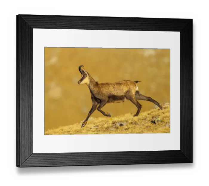 Framed Print : Chamois (Rupicapra rupicapra) running down ridge, in early morning light. Lausons Valley Framed Print : Chamois (Rupicapra rupicapra) running down ridge, in early morning light. Lausons Valley