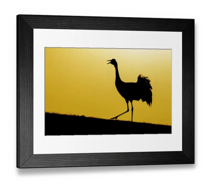 Framed Print : Common / Eurasian crane (Grus grus) calling at sunset, silhouetted. Lake Hornborga Framed Print : Common / Eurasian crane (Grus grus) calling at sunset, silhouetted. Lake Hornborga