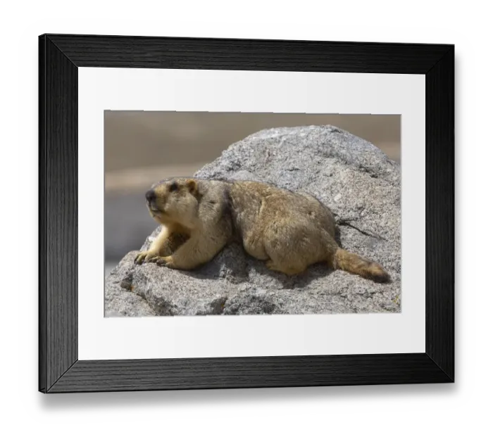 Framed Print : Himalayan marmot (Marmota himalayana) sun bathing on rock, Mount Kailash, Tibet Framed Print : Himalayan marmot (Marmota himalayana) sun bathing on rock, Mount Kailash, Tibet