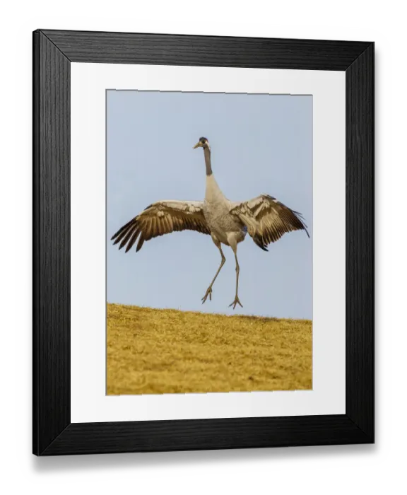 Framed Print : Common / Eurasian crane (Grus grus) displaying. Lake Hornborga, Sweden, April Framed Print : Common / Eurasian crane (Grus grus) displaying. Lake Hornborga, Sweden, April