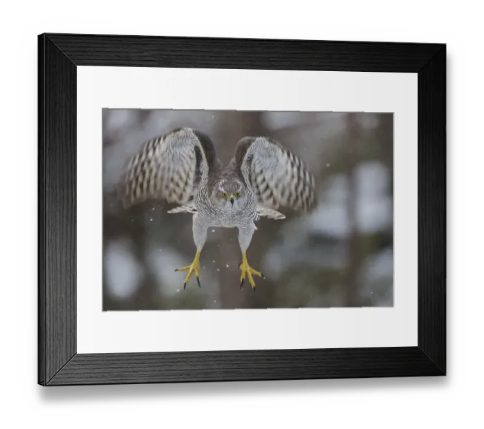 Framed Print : Female goshawk (Accipiter gentilis) in flight, just after taking off from perch. Southern Norway Framed Print : Female goshawk (Accipiter gentilis) in flight, just after taking off from perch. Southern Norway