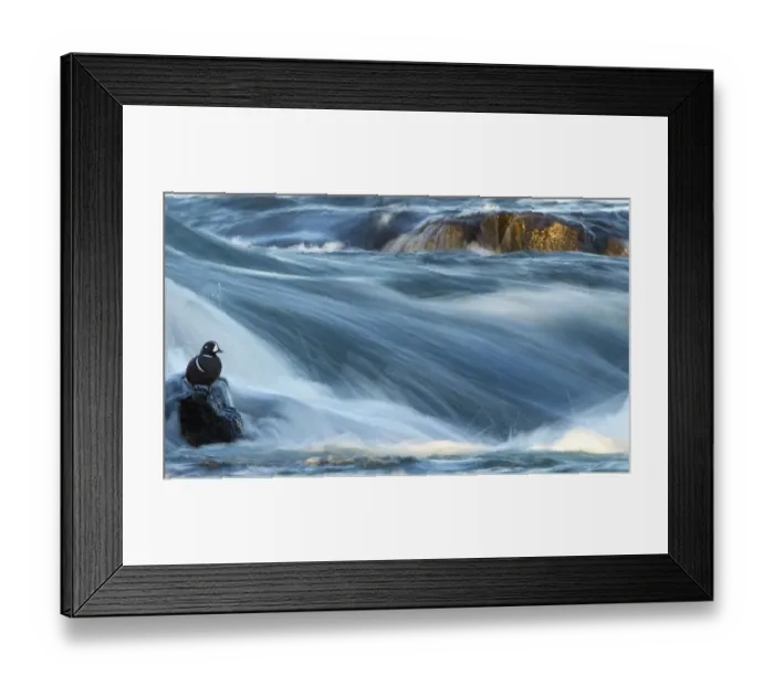 Framed Print : Harlequin duck (Histrionicus histrionicus) male on a large boulder in the fast flowing Framed Print : Harlequin duck (Histrionicus histrionicus) male on a large boulder in the fast flowing
