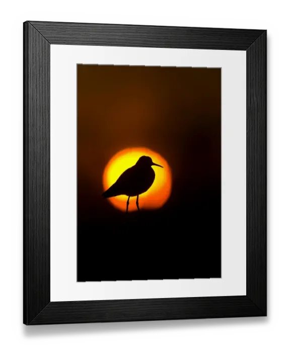 Framed Print : Wood sandpiper (Tringa glareola) at dusk silhouetted against setting sun, Karigasniemi Framed Print : Wood sandpiper (Tringa glareola) at dusk silhouetted against setting sun, Karigasniemi