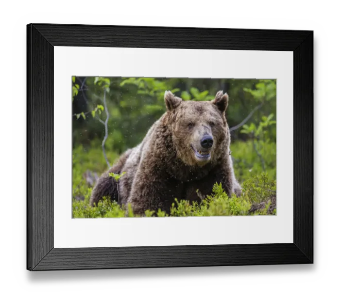 Framed Print : European Brown Bear (Ursus arctos arctos), a large male taking a rest in a cloud of mosquitoes Framed Print : European Brown Bear (Ursus arctos arctos), a large male taking a rest in a cloud of mosquitoes