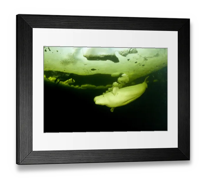 Framed Print : Beluga whale (Delphinapterus leucas) swimming under ice and exhaling air, Arctic circle Dive Center Framed Print : Beluga whale (Delphinapterus leucas) swimming under ice and exhaling air, Arctic circle Dive Center