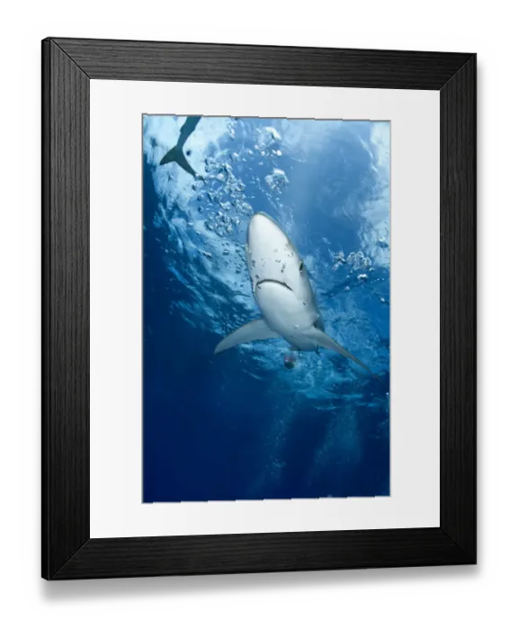 Framed Print : Great Blue shark (Prionace glauca) viewed from just below the surface, Pico Island Framed Print : Great Blue shark (Prionace glauca) viewed from just below the surface, Pico Island