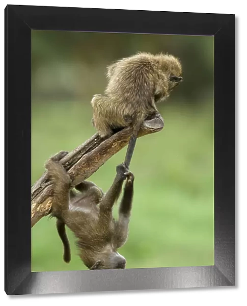 Young Olive baboons (Papio hamadryas anubis) playing with one hanging from the others tail