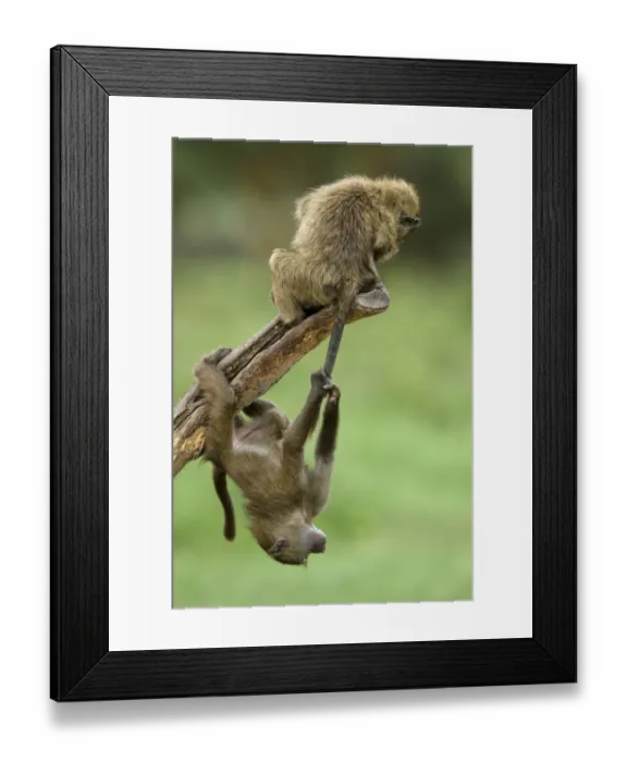 Framed Print : Young Olive baboons (Papio hamadryas anubis) playing with one hanging from the others tail Framed Print : Young Olive baboons (Papio hamadryas anubis) playing with one hanging from the others tail