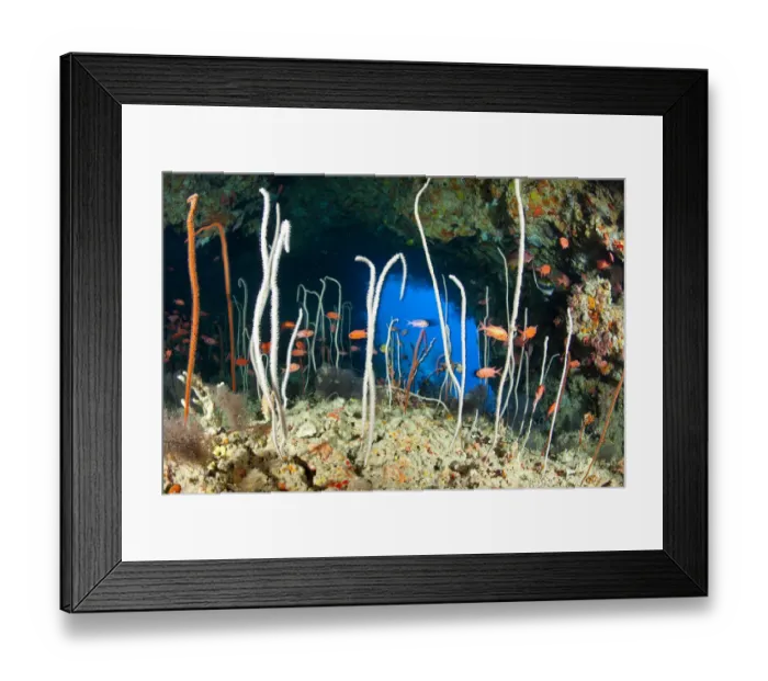 Framed Print : Red / Blotcheye soldierfish (Myripristis murdjan) and sea whips coral, Junceella at Fotteyo caves Framed Print : Red / Blotcheye soldierfish (Myripristis murdjan) and sea whips coral, Junceella at Fotteyo caves