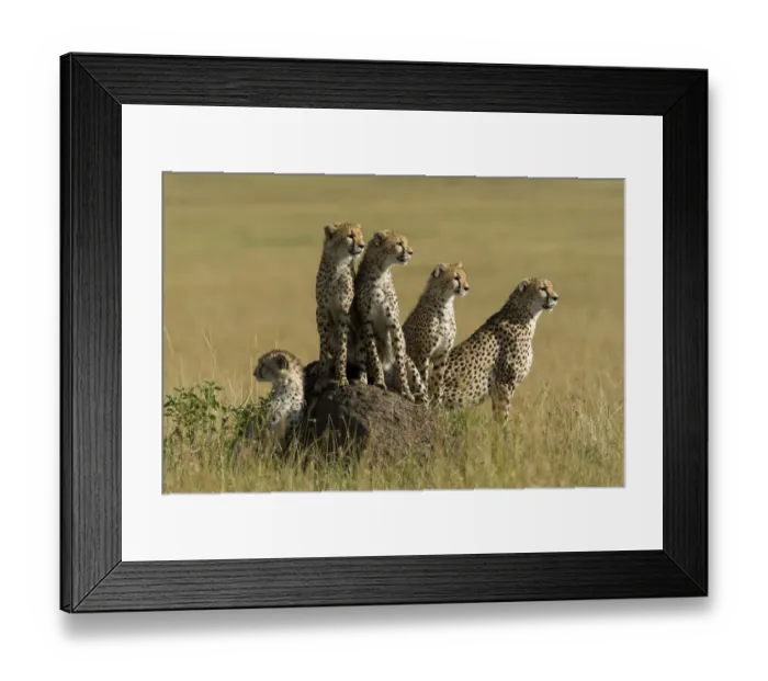 Framed Print : Cheetah (Acinonyx jubatus) mother and juveniles, Masai-Mara Game Reserve, Kenya Framed Print : Cheetah (Acinonyx jubatus) mother and juveniles, Masai-Mara Game Reserve, Kenya