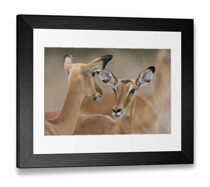Framed Print : Impala (Aepyceros melampus) females, Masai-Mara Game Reserve, Kenya Framed Print : Impala (Aepyceros melampus) females, Masai-Mara Game Reserve, Kenya