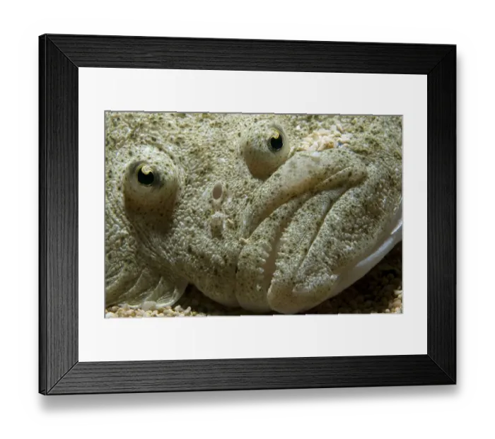 Framed Print : Turbot (Scophthalmus maximus) detail of the eyes and mouth, United Kingdom, September Framed Print : Turbot (Scophthalmus maximus) detail of the eyes and mouth, United Kingdom, September