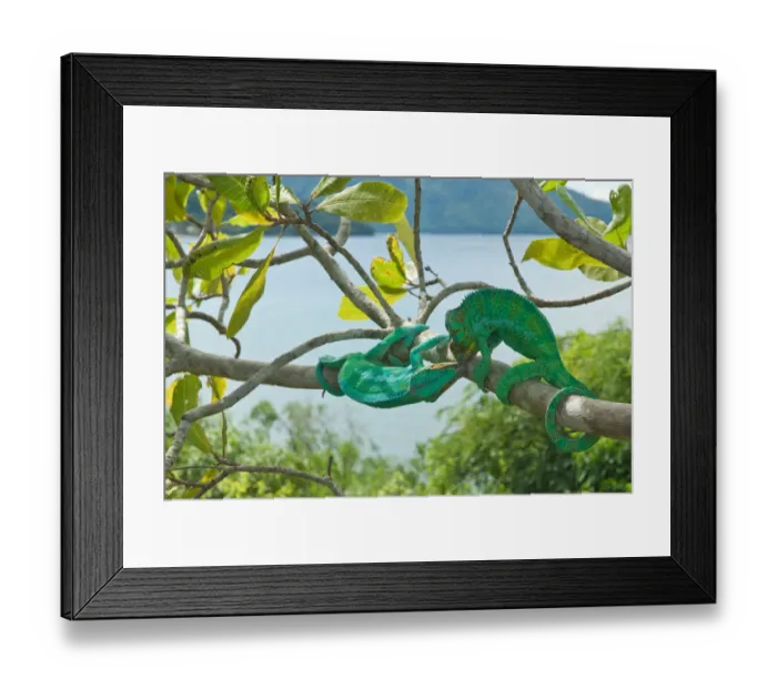 Framed Print : Male Panther Chameleons (Furcifer pardalis) fighting Framed Print : Male Panther Chameleons (Furcifer pardalis) fighting