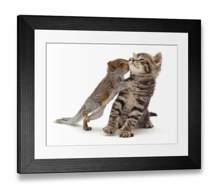 Framed Print : Baby Grey Squirrel (Sciurus carolinensis) kissing a tabby kitten Framed Print : Baby Grey Squirrel (Sciurus carolinensis) kissing a tabby kitten