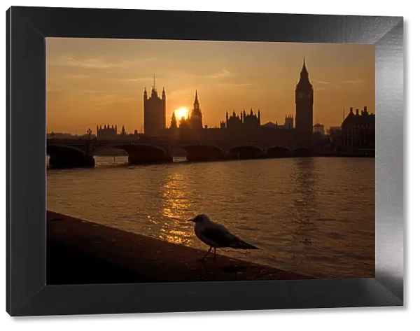 The River Thames and Houses of Parliament at Westminster at sunset with gull, UK